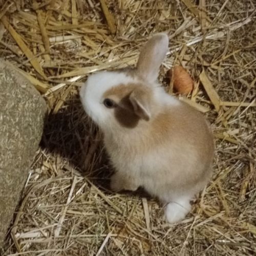 Jeunes lapins nains #2