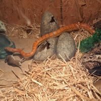 Donne serpent des bles 4 ans avec terrarium #1