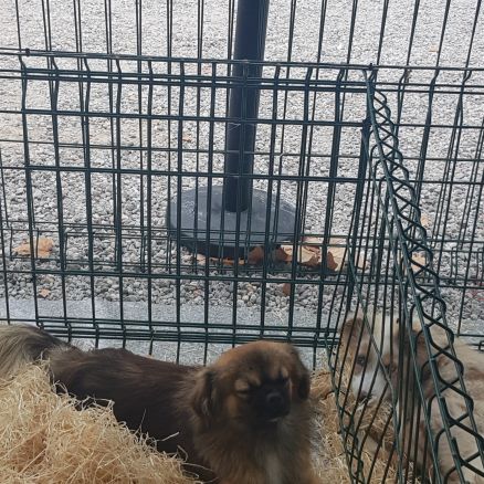 Chiot épagneul tibétain