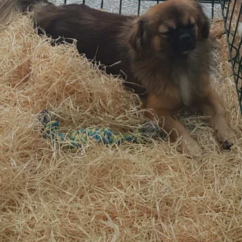 Chiot épagneul tibétain #2