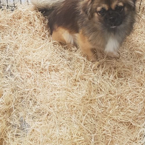 Chiot épagneul tibétain #3