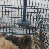 Chiot épagneul tibétain