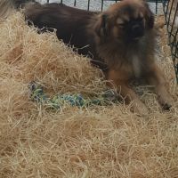 Chiot épagneul tibétain #2