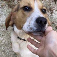 Donne beagle de 4 ans #2