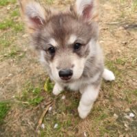 🐾chiots chien finnois de laponie bientôt dispo🐾 #8