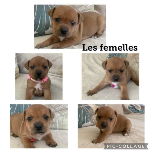 Chiots staffordshire bull terrier #0