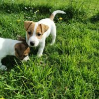 Chiot jack russell russel lof #0