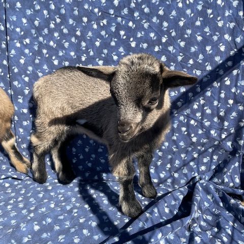 5 chèvres miniatures  disponible juin 2024 #1