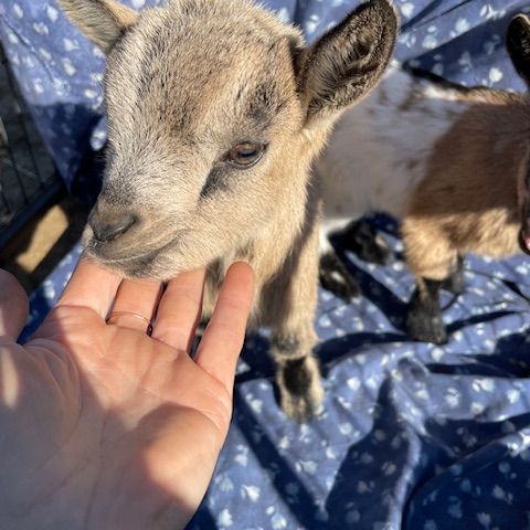 5 chèvres miniatures  disponible juin 2024 #0