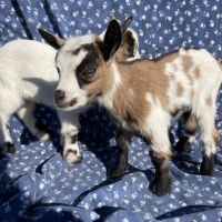 5 chèvres miniatures  disponible juin 2024 #2