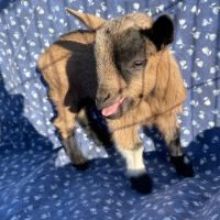 5 chèvres miniatures  disponible juin 2024 #5