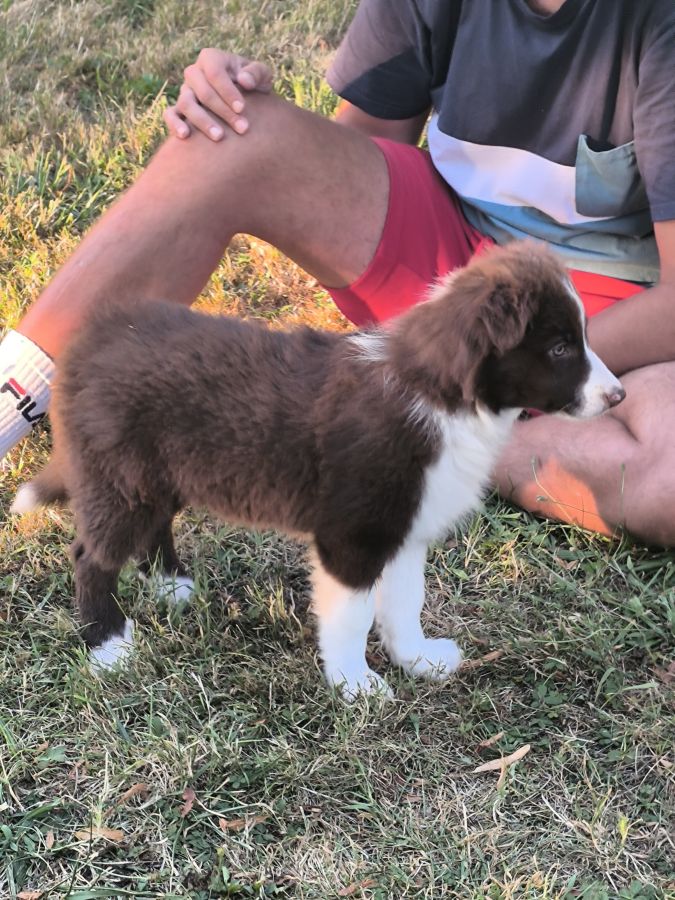 Collie Rescue Small Collies For Sale Border Collie For Sale In The
