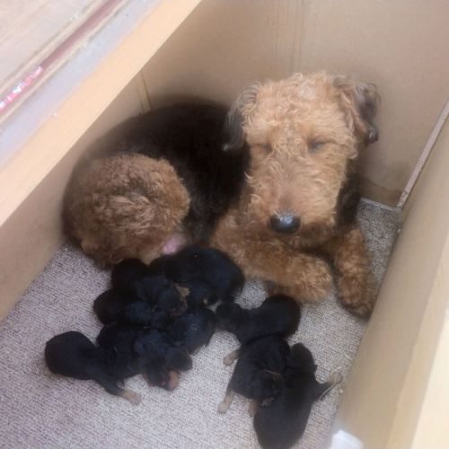 Chiot airedale terrier