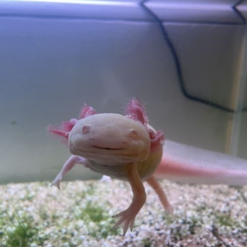 Axolotl albinos blanc à donner de 4 ans + aquarium #1