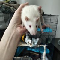 Petits rats himalayens de 5 mois #3