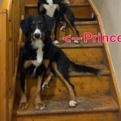 Prince chien