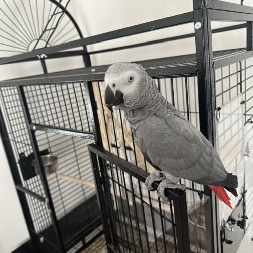 Perroquet gris du gabon + grande cage #1