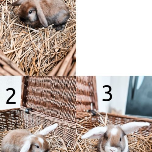 Bébés lapins nains béliers #2