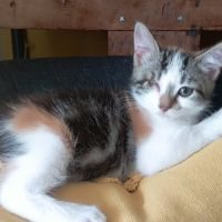 Enooki, adorable chaton à l'adoption