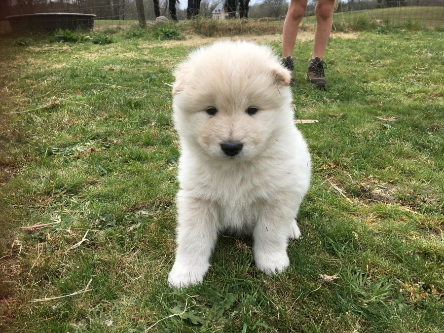 White German Samoyed German Shepherd Mix Puppies Hot White German - Main Image