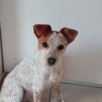 Chiot type jack russel