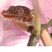 Eurydactylodes (gecko caméléon)