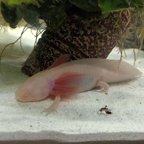 Axolotl albinos