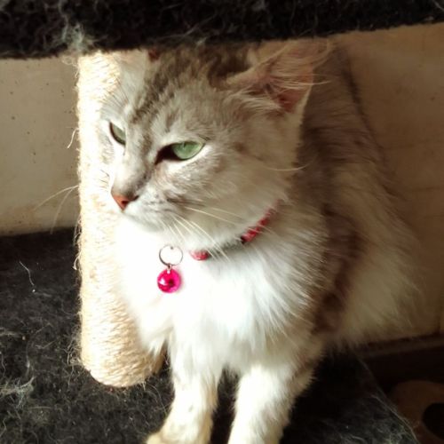 Élégante angora turc #2