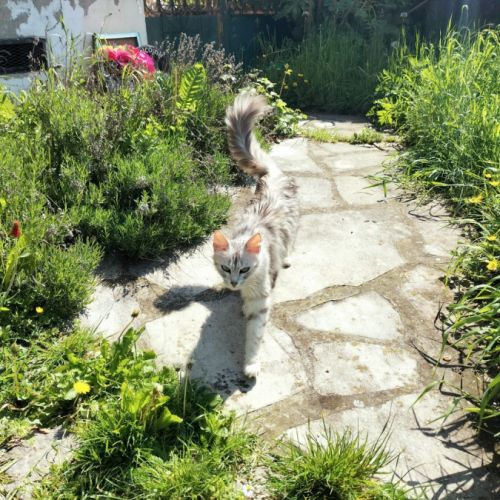 Élégante angora turc #3