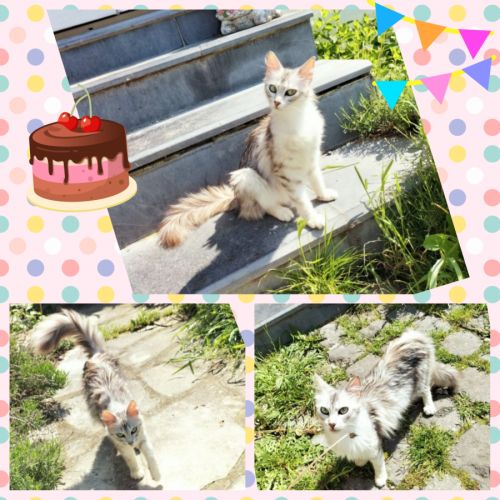 Élégante angora turc #5