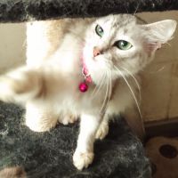 Élégante angora turc #0