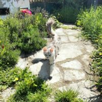 Élégante angora turc #3