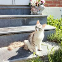 Élégante angora turc #4