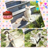 Élégante angora turc #5