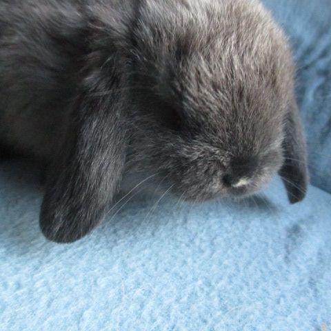 Bébé lapin bélier minilop #1