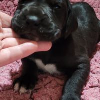 Chiots type dogue allemand #2