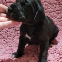 Chiots type dogue allemand #4
