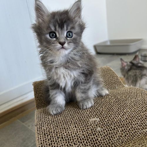 3 chatons maine coon a reserver #2