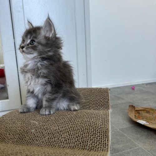 3 chatons maine coon a reserver #5