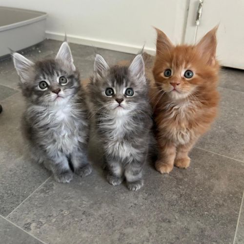 3 chatons maine coon a reserver #0