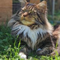 3 chatons maine coon a reserver #4