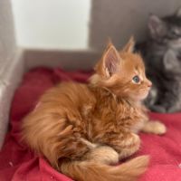 3 chatons maine coon a reserver #6
