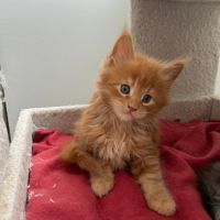 3 chatons maine coon a reserver #8