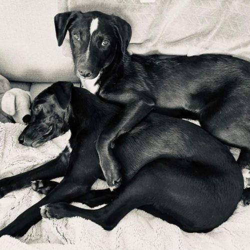 Arya & bran - 8 mois - adoption double