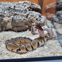 Python regius mâle 1mois et demi #2