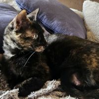 Queen, chatte à l'adoption #4