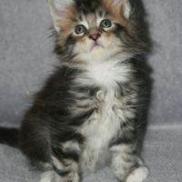 Chatons maine coon loof #2