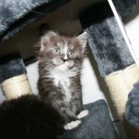 Chatons maine coon loof #5