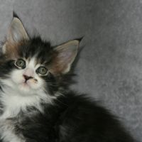 Chatons maine coon loof #9