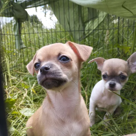 Vends chiot chihuahua couleur rare